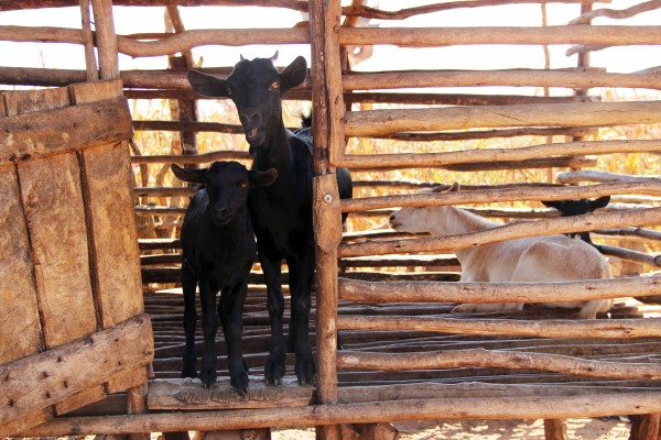 snapshots from malawi #2 mtika goats