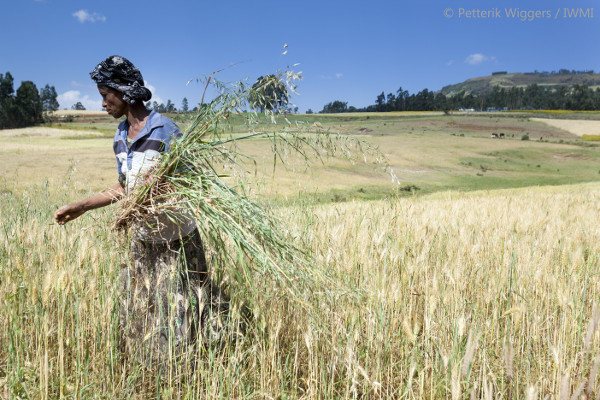 Bäuerin erntet Getreide im äthiopischen Kolu.