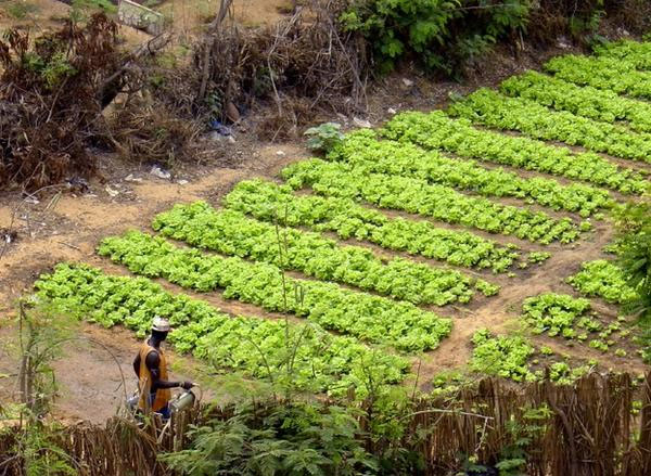 Le Bénin progresse sur l’agriculture grâce à des actions fortes en partenariat avec ONE