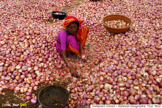Onion Harvest Debasish Ghosh