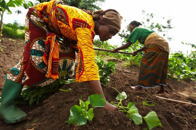 Women farmers growing sweet potatoes in Tanzania. Photo: Morgana Wingard/ONE