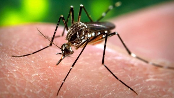 5 things you should know about the Zika virus