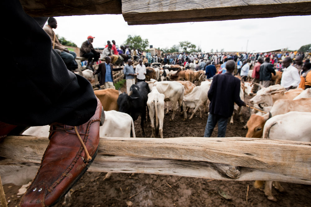 Scenes from around Myanja market, one of the markets in Kenya where John sells his livestock.