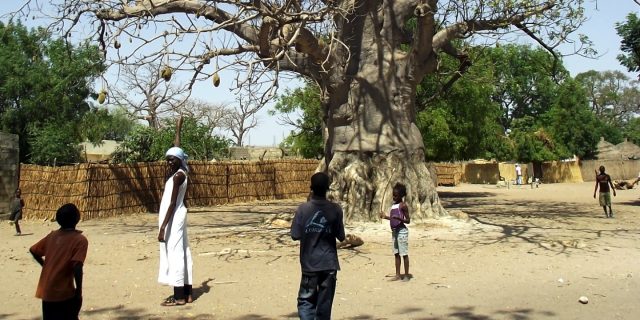 ‘Superfood’ craze is big business for Africa’s baobab trees