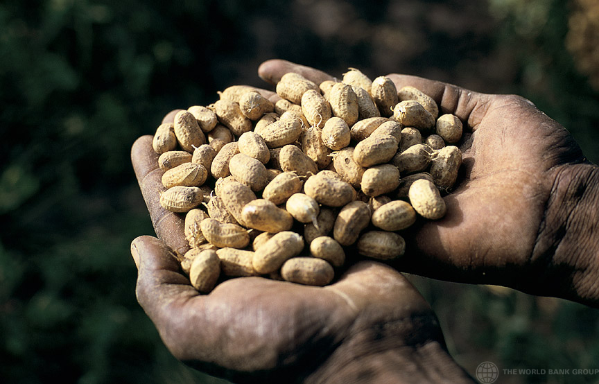 Handful of peanuts, Mali. Photo: Curt Carnemark / World Bank