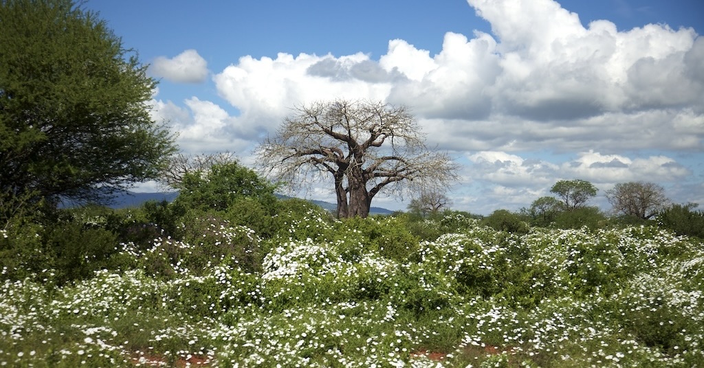 Image of valley with tree without leaves in Kenya.