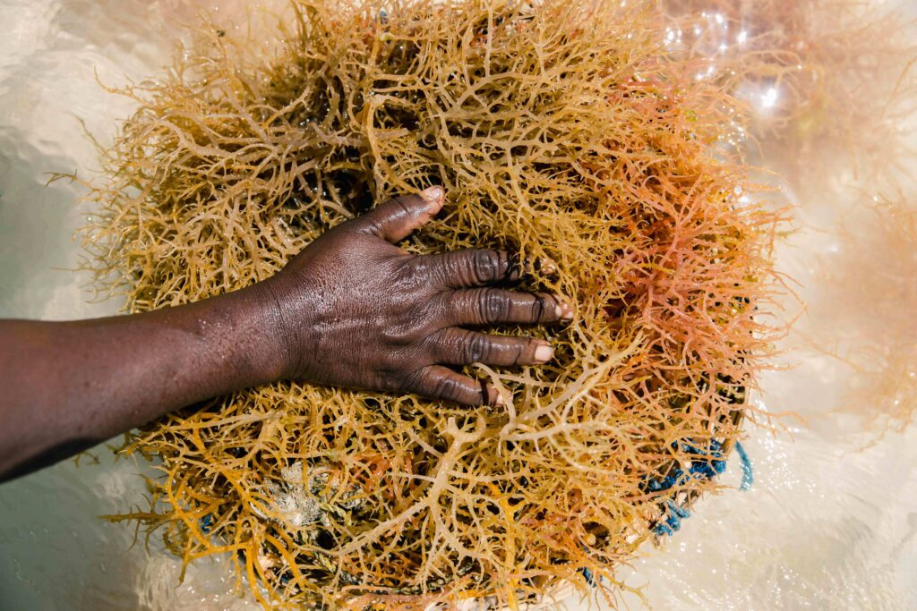 Climate change impact on Seaweed farming in Tanzania.