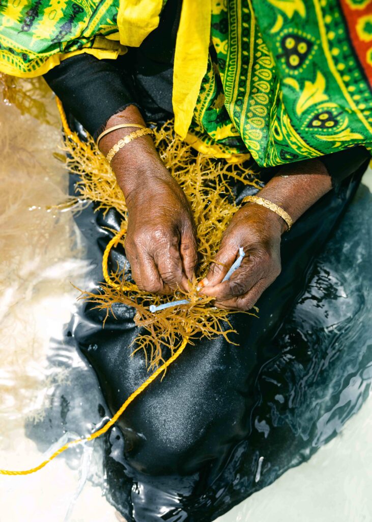 Seaweed farmers Tanzania