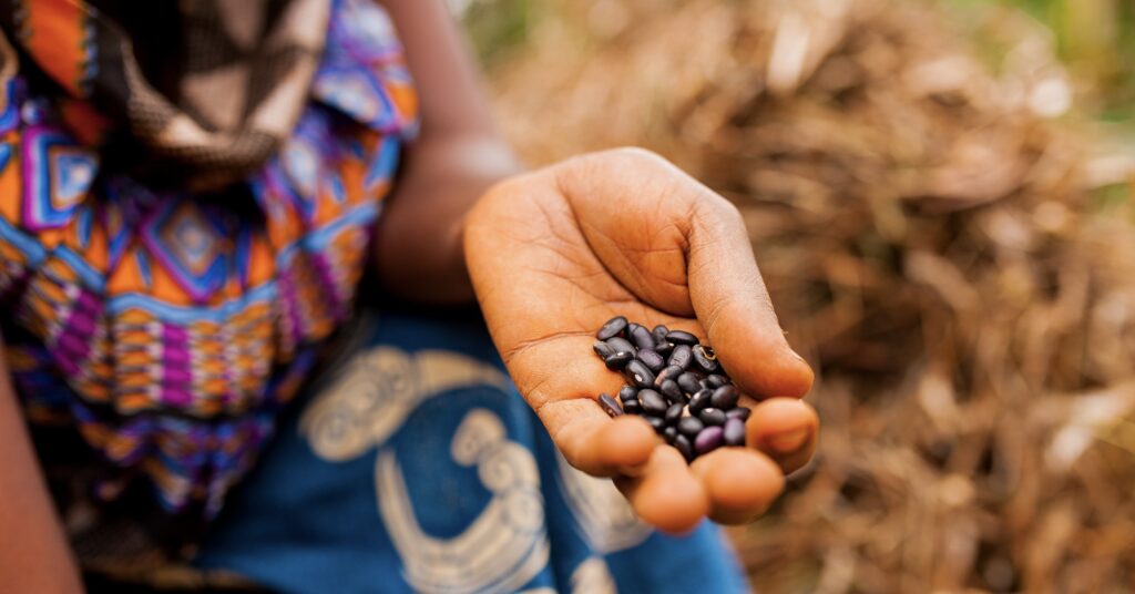 Close up of woman in traditional african clothes holding black beans while working in farm in the contryside
