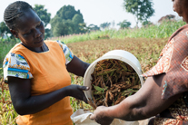 Women farmers in Africa: The real challenges they face
