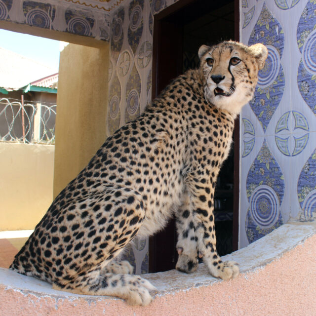 Meet the women fighting cheetah smuggling in Somaliland
