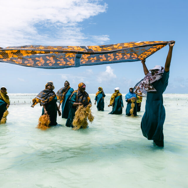 An vorderster Front der Klimaanpassung: Tansanias Meeresalgen-Bäuerinnen