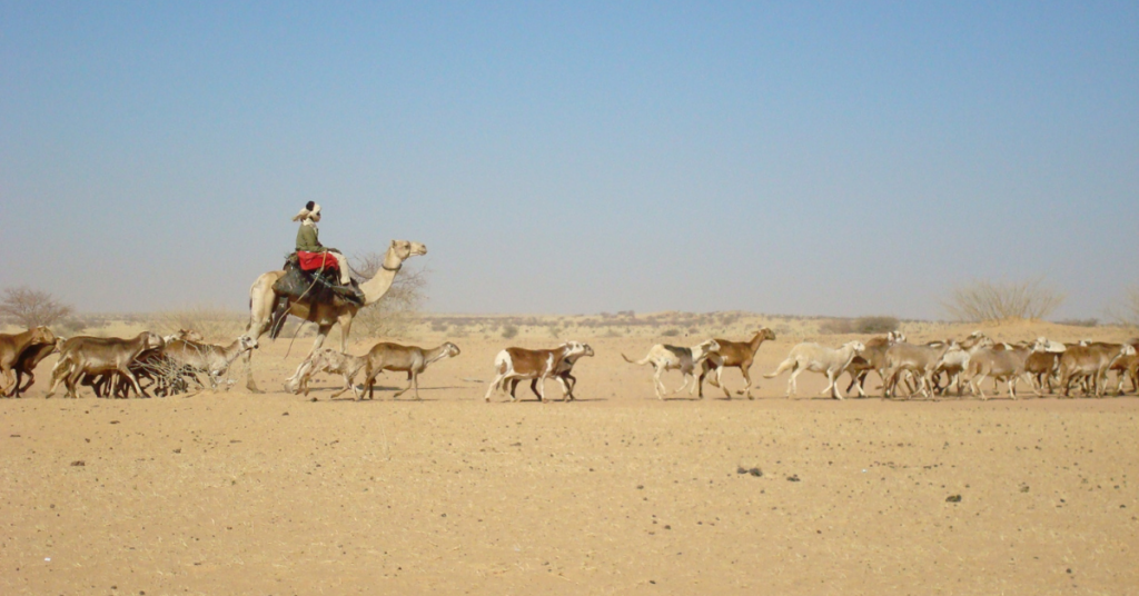 Foto einer Wüstenlandschaft in der Region Darfur mit einem auf einem Kamel reitenden Hirten und einer Herde Ziegen.