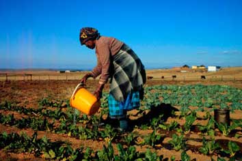 Lifting the lid on trade policy can help African farmers thrive