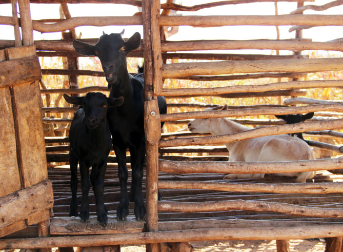 How one goat is helping to lift a whole community out of poverty