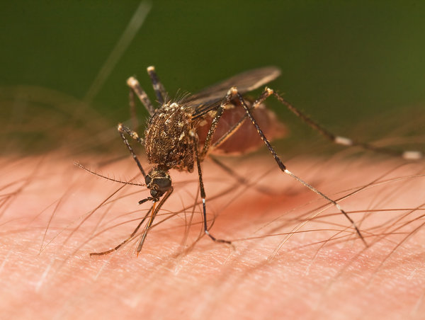 7 things you didn’t know about mosquitoes