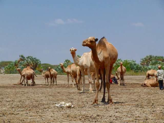 Camel herd at a watering place near North Horr, North Kenya. (Photo credit: Jens Klinzing/Wikimedia Commons)