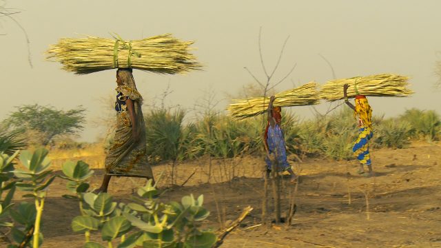 A Chadian woman and her two daughters carry heavy loads as part of their daily responsibilities.