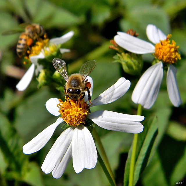Buzzworthy: Why some Kenyan women have started beekeeping