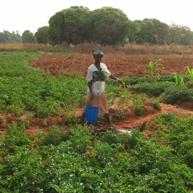 Mali’s government has pledged to empower women in agriculture