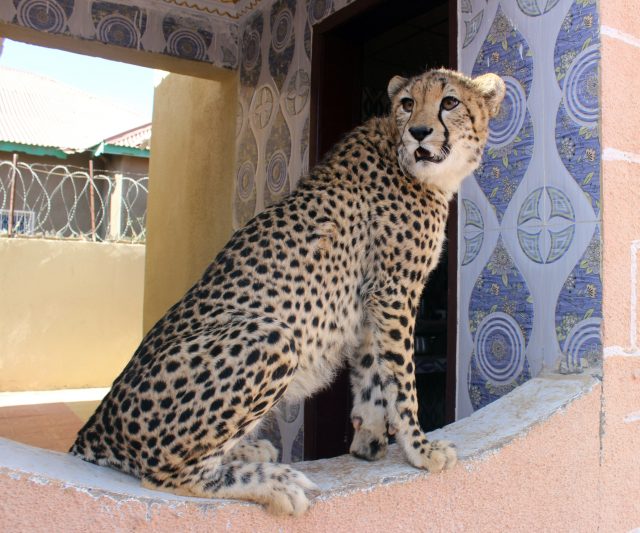 Meet the women fighting cheetah smuggling in Somaliland